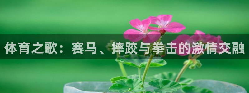VSport体育官网入口